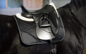 How To Fit a Horse Saddle in the Right Way?