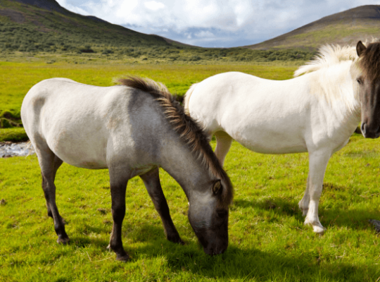 What Makes the Icelandic Horses Unique?