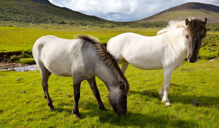 What Makes the Icelandic Horses Unique?