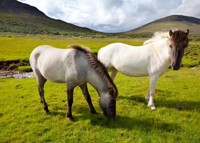 What Makes the Icelandic Horses Unique?