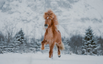 Is ICelandic Horse Worth Buying?