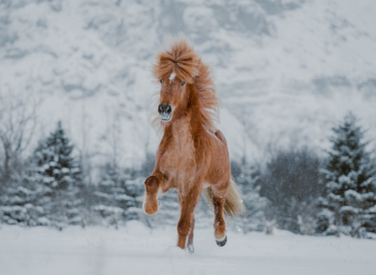 Is ICelandic Horse Worth Buying?