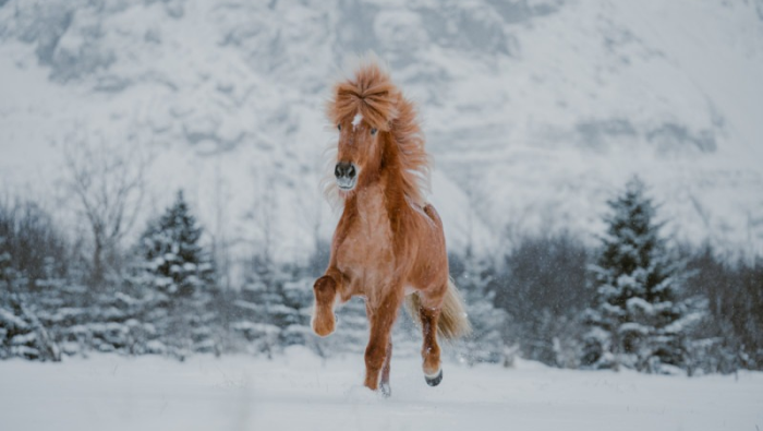 Is ICelandic Horse Worth Buying?