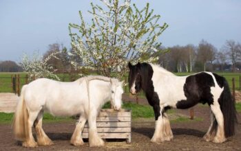 Reg. MFT / Gypsy Horse Gelding, safe and stunning