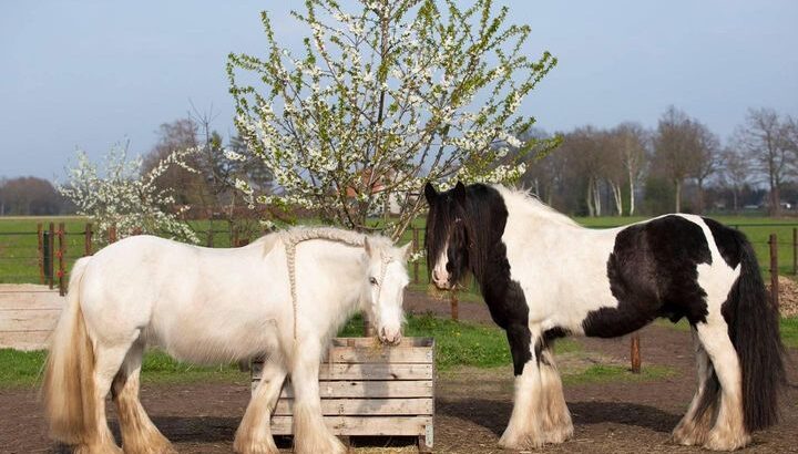 Reg. MFT / Gypsy Horse Gelding, safe and stunning