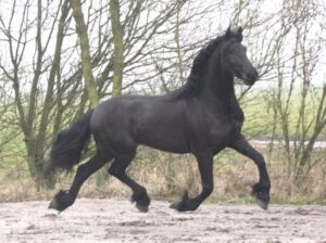 Boombproof Friesian Horse