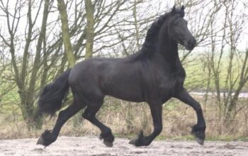 Boombproof Friesian Horse