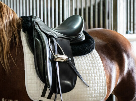 How To Put a Western Saddle on A Horse—A Step-By-Step Guide