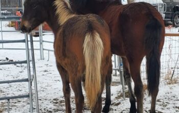 Gaited fillies for sale in Utah-Grade