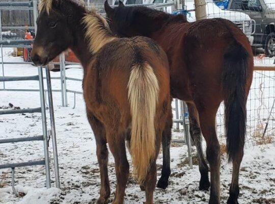 Gaited fillies for sale in Utah-Grade