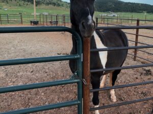 Spotted Saddle Horse/Rocky Mountain Horse gelding