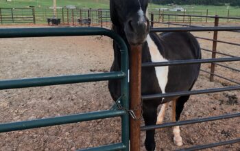 Spotted Saddle Horse/Rocky Mountain Horse gelding