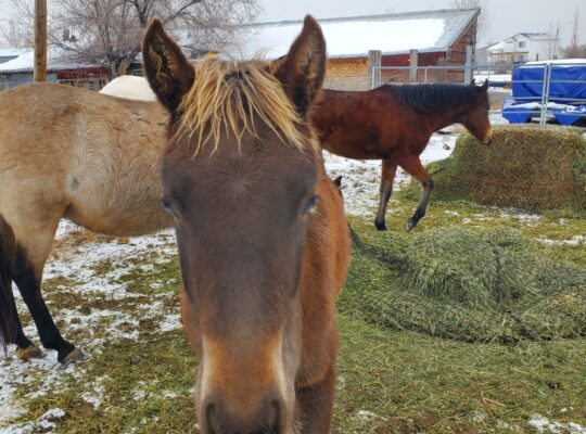 Gaited fillies for sale in Utah-Grade