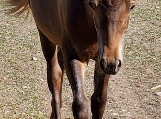 Gaited fillies for sale in Utah-Grade