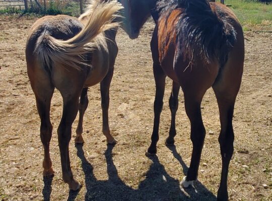 Gaited fillies for sale in Utah-Grade