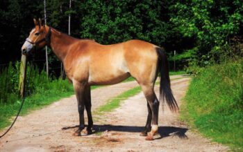 Success. 2013 AQHA Buckskin 15.3 Hands