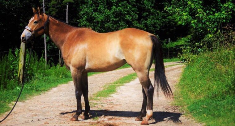 Success. 2013 AQHA Buckskin 15.3 Hands