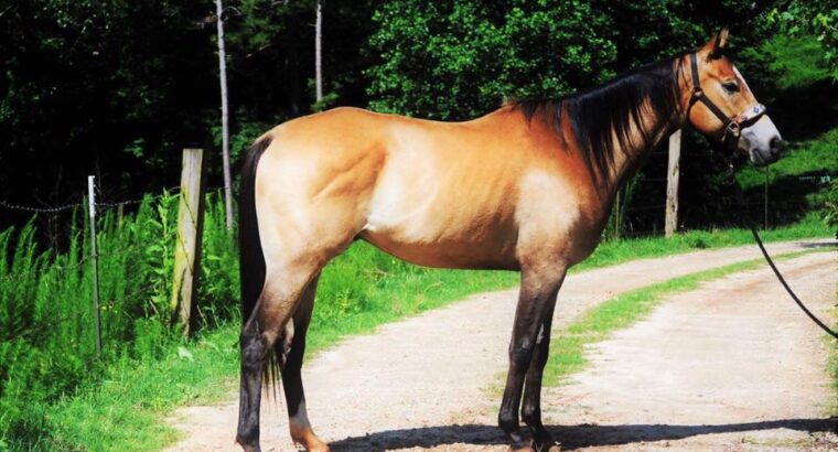 Success. 2013 AQHA Buckskin 15.3 Hands