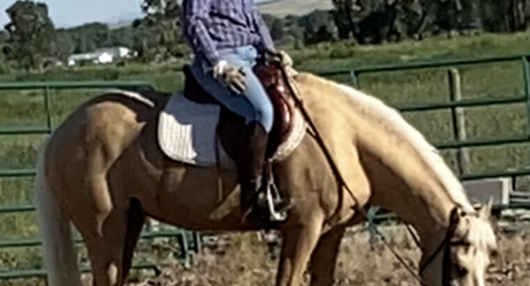 Tennessee Crossed Gaited Sport Pony for Sell