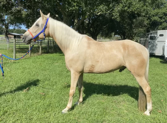 Sunny- beautiful Palomino gelding