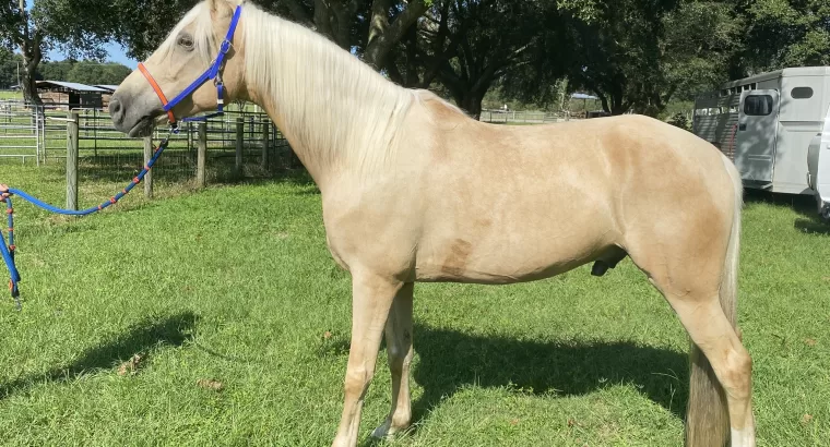 Sunny- beautiful Palomino gelding