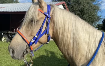 Sunny- beautiful Palomino gelding