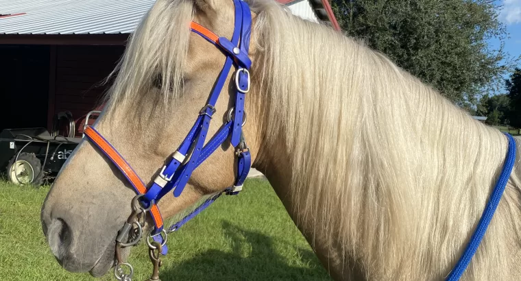 Sunny- beautiful Palomino gelding