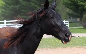 Beautiful 8 year old Tenessee Walker mare