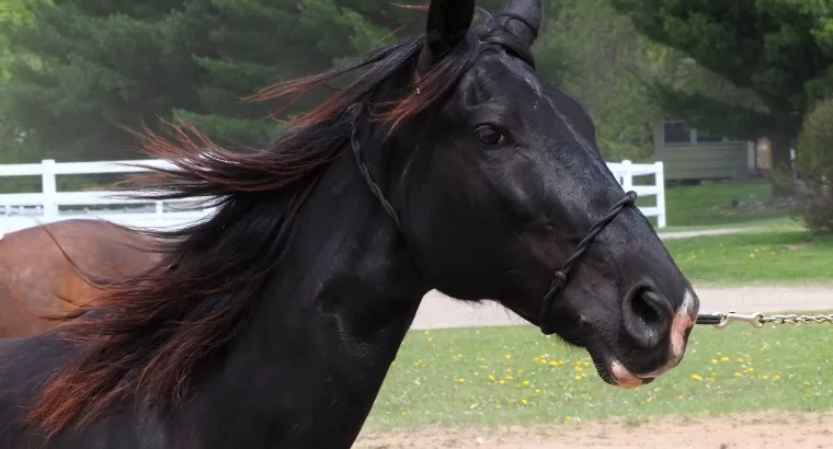 Beautiful 8 year old Tenessee Walker mare