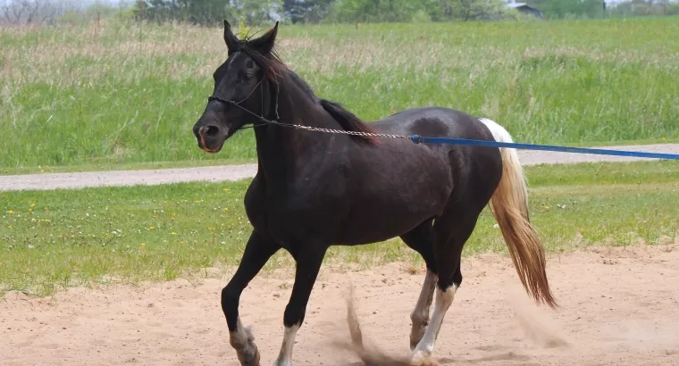 Beautiful 8 year old Tenessee Walker mare