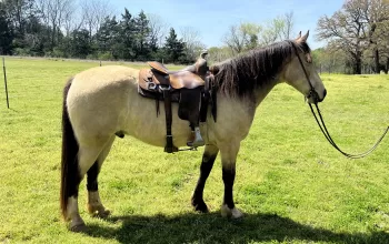 BEAUTIFUL BUCKSKIN TENNESSEE WALKING HORSE