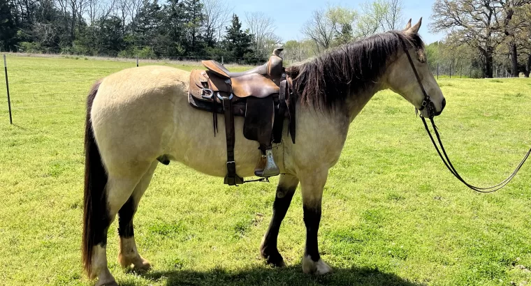 BEAUTIFUL BUCKSKIN TENNESSEE WALKING HORSE