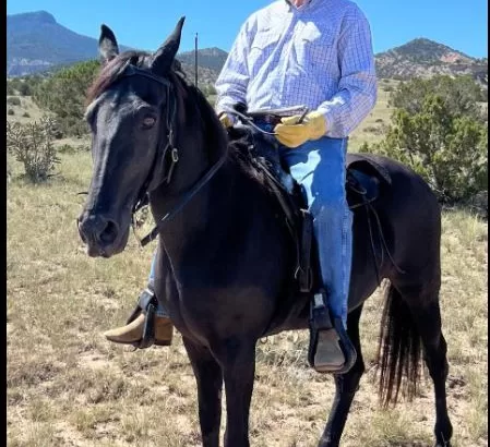 Tennesse Walking Horse