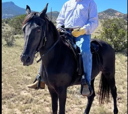 20 year old TWH Registered fully trained Trail Horse / Could show!!!!