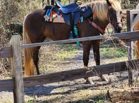 Soon to be 7, Rocky Mountain Mare
