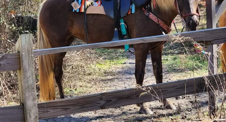 Soon to be 7, Rocky Mountain Mare