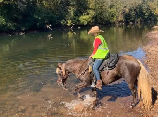 Soon to be 7, Rocky Mountain Mare