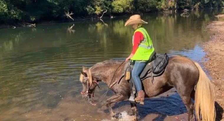 Soon to be 7, Rocky Mountain Mare