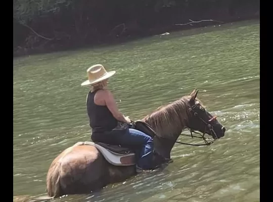 Soon to be 7, Rocky Mountain Mare