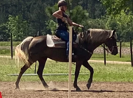 Soon to be 7, Rocky Mountain Mare