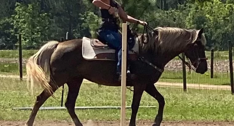 Soon to be 7, Rocky Mountain Mare