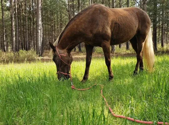 Soon to be 7, Rocky Mountain Mare