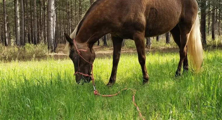 Soon to be 7, Rocky Mountain Mare