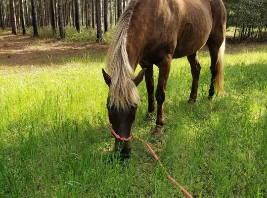 Soon to be 7, Rocky Mountain Mare