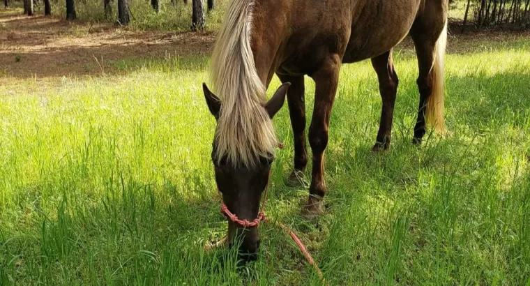 Soon to be 7, Rocky Mountain Mare