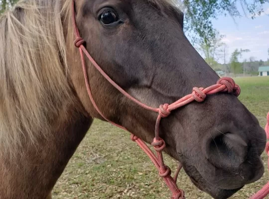 Soon to be 7, Rocky Mountain Mare