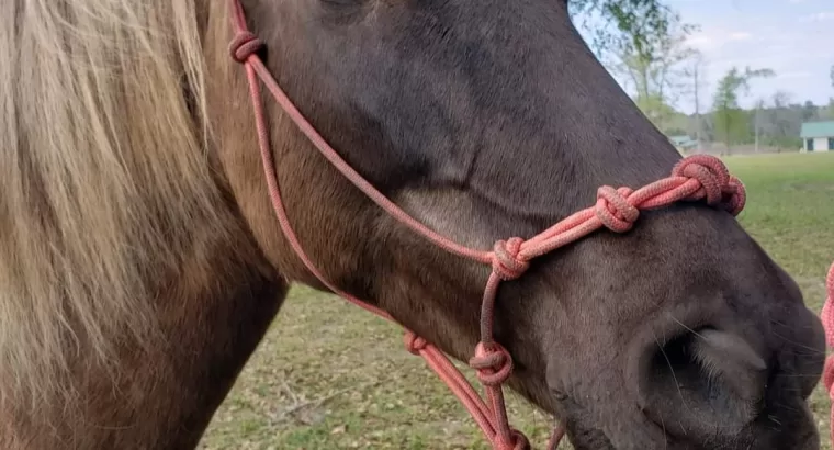 Soon to be 7, Rocky Mountain Mare