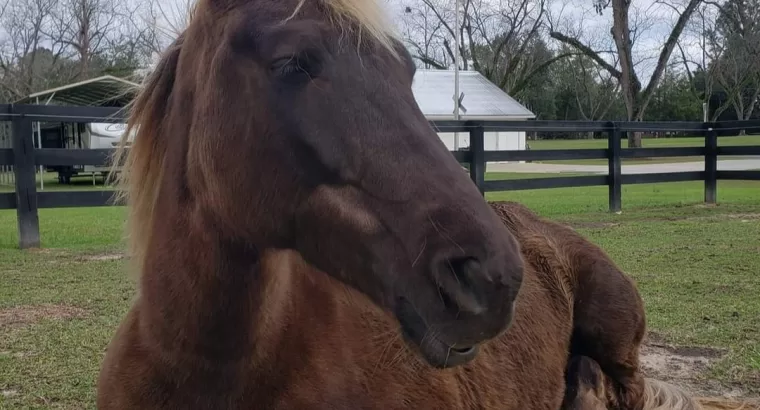 Soon to be 7, Rocky Mountain Mare