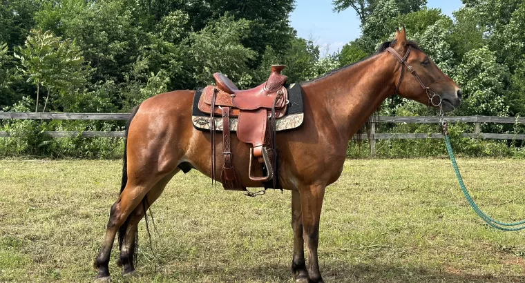 Stunning Racking Horse Gelding