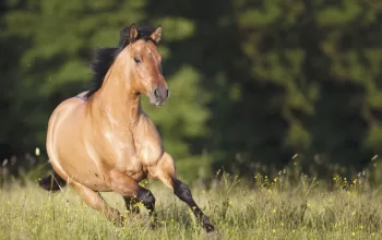 Are Quarter Horses Good Jumpers, Warmbloods, Or Gaited? Exploring the Unique Capabilities of Horse Breeds